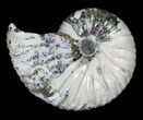 Hoploscaphites Ammonite - South Dakota #22699-1
